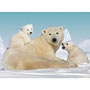 Cuddly Polar Bears 200pc Puzzle